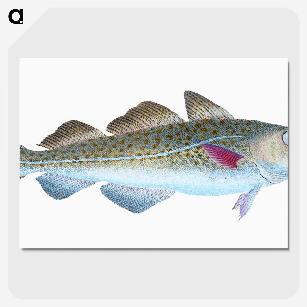 1-60_The-Natural-History-of-British-Fishes_picture-crop