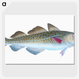 1-60_The-Natural-History-of-British-Fishes_picture-crop