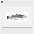 1-60_The-Natural-History-of-British-Fishes_picture