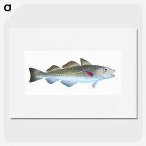 1-60_The-Natural-History-of-British-Fishes_picture
