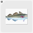 1-60_The-Natural-History-of-British-Fishes_postcard