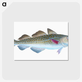 1-60_The-Natural-History-of-British-Fishes_postcard