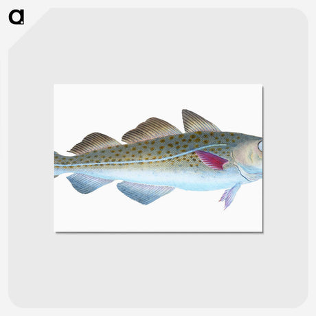 1-60_The-Natural-History-of-British-Fishes_postcard