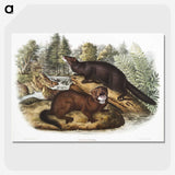 1-60_The-Viviparous-Quadrupeds_picture-crop