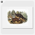 1-60_The-Viviparous-Quadrupeds_picture