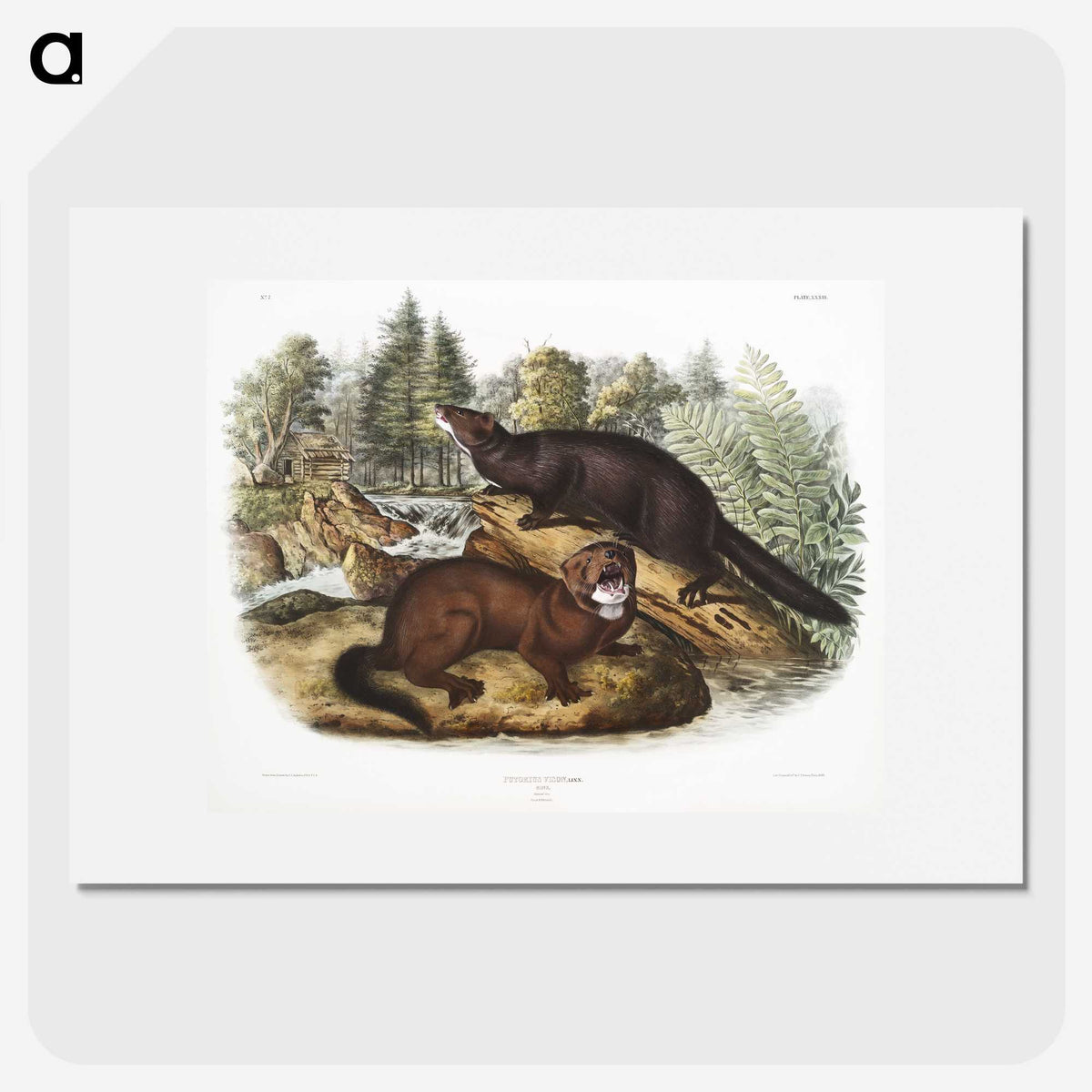 1-60_The-Viviparous-Quadrupeds_picture