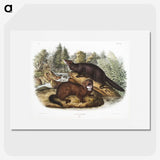 1-60_The-Viviparous-Quadrupeds_picture