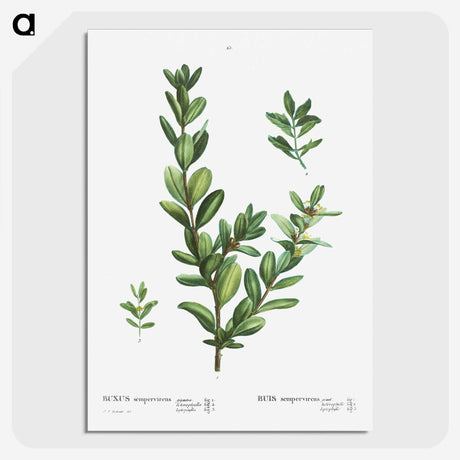 1-60_Treatise-on-Trees-and-Shrubs_picture-crop