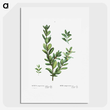 1-60_Treatise-on-Trees-and-Shrubs_picture
