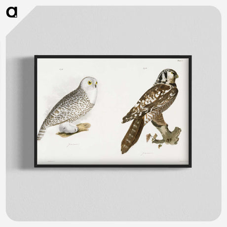 1-60_Zoology-of-New-York_blk-crop