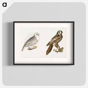 アートポスター-The Hawk Owl and The Snow Owl - ニューヨークの動物学 Poster.