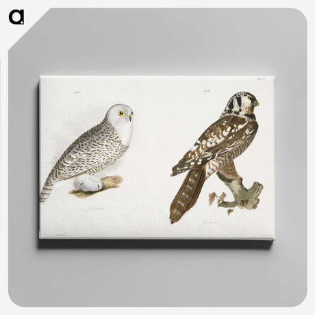 1-60_Zoology-of-New-York_canvas