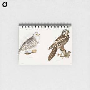 アートメモ帳-The Hawk Owl and The Snow Owl - ニューヨークの動物学 Memo.