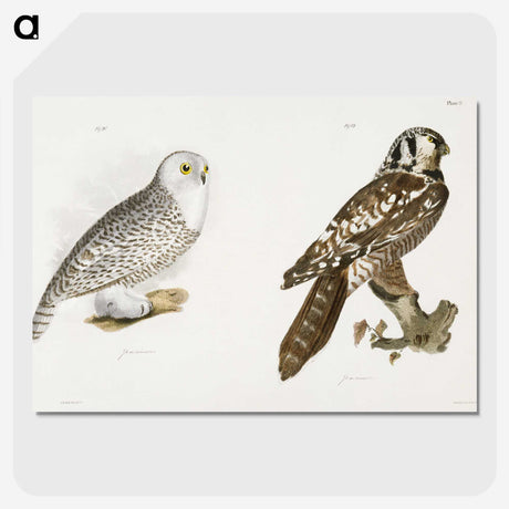 1-60_Zoology-of-New-York_picture-crop
