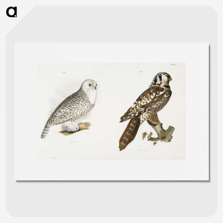 1-60_Zoology-of-New-York_picture