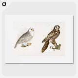 The Hawk Owl and The Snow Owl - ニューヨークの動物学 Poster.