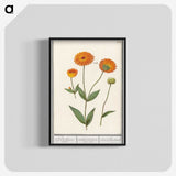 1-61_Anselmus-Boetius-de-Boodt_blk-crop