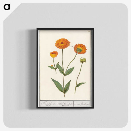 1-61_Anselmus-Boetius-de-Boodt_blk-crop