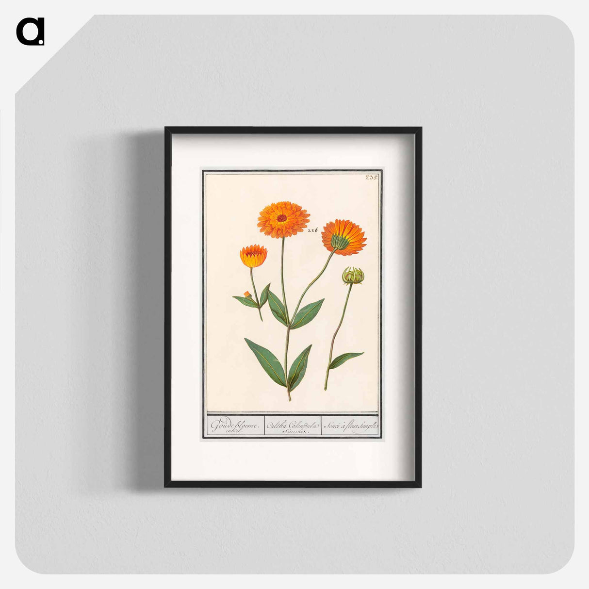 Marigold, Calendula - アンセルムス ボエティウス デ ブート Poster.