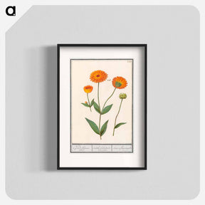 アートポスター-Marigold, Calendula - アンセルムス ボエティウス デ ブート Poster.