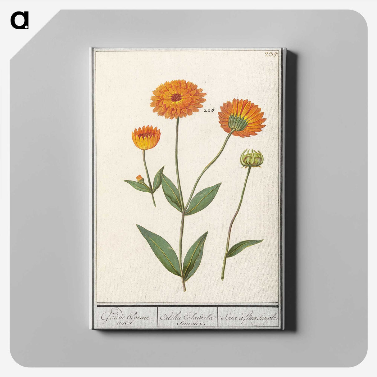 1-61_Anselmus-Boetius-de-Boodt_canvas