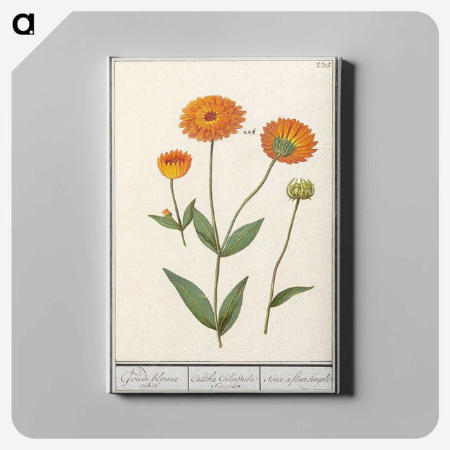 1-61_Anselmus-Boetius-de-Boodt_canvas