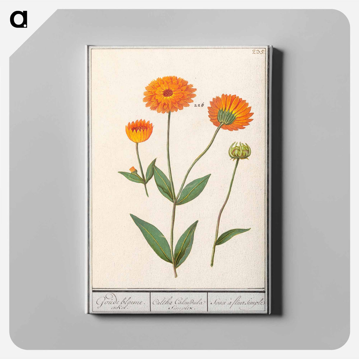 Marigold, Calendula - アンセルムス ボエティウス デ ブート Canvas.