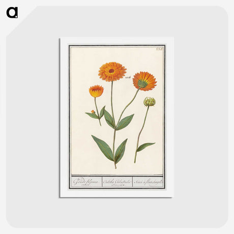 1-61_Anselmus-Boetius-de-Boodt_hagaki
