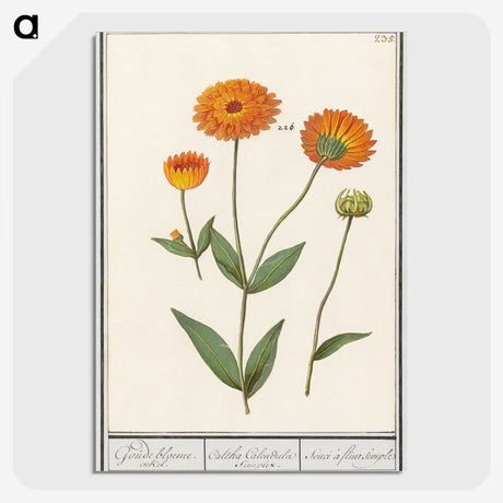 1-61_Anselmus-Boetius-de-Boodt_picture-crop