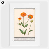 Marigold, Calendula - アンセルムス ボエティウス デ ブート Poster.