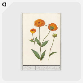 1-61_Anselmus-Boetius-de-Boodt_postcard