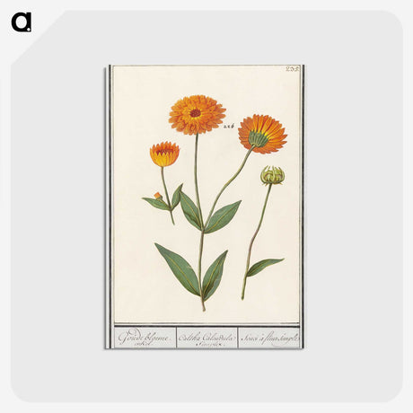 1-61_Anselmus-Boetius-de-Boodt_postcard