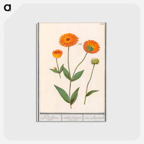 アートポストカード-Marigold, Calendula - アンセルムス ボエティウス デ ブート Postcard.