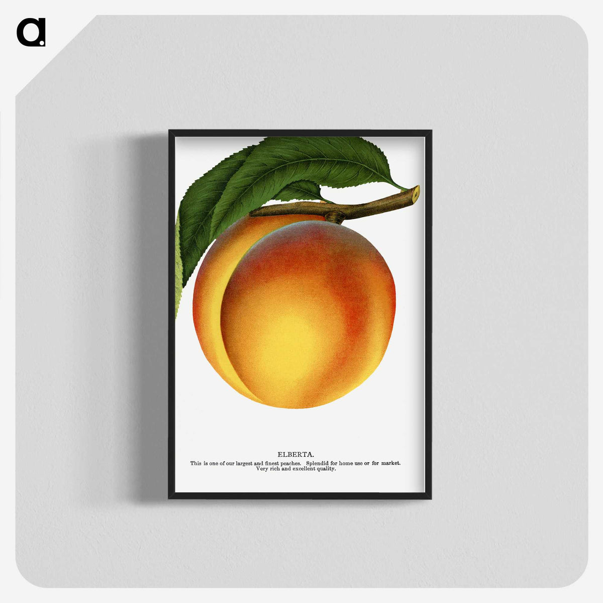 1-61_Botanical-Specimen-Plates_blk-crop