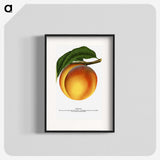 1-61_Botanical-Specimen-Plates_blk