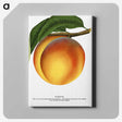 1-61_Botanical-Specimen-Plates_canvas
