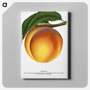 1-61_Botanical-Specimen-Plates_canvas