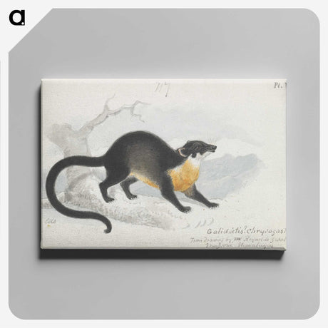 1-61_Charles-Hamilton-Smith_canvas