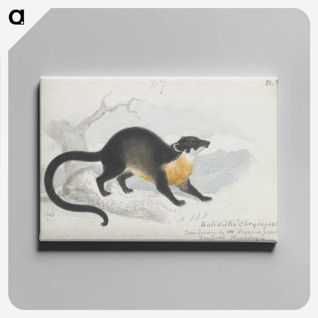1-61_Charles-Hamilton-Smith_canvas