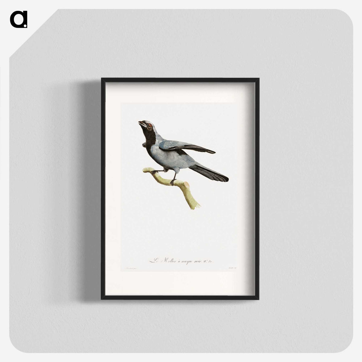 1-61_Des-Oiseaux-de-Paradis_blk