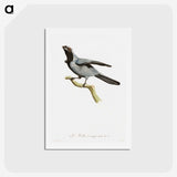 1-61_Des-Oiseaux-de-Paradis_hagaki
