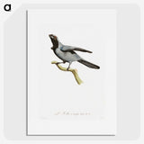 1-61_Des-Oiseaux-de-Paradis_picture