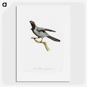 1-61_Des-Oiseaux-de-Paradis_picture