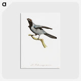 1-61_Des-Oiseaux-de-Paradis_postcard