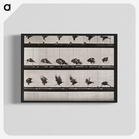 1-61_Eadweard-Muybridge_blk-crop