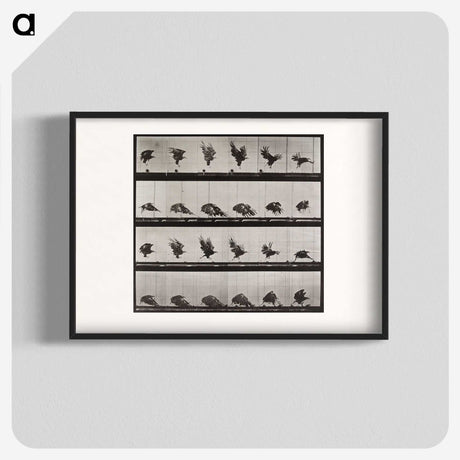 1-61_Eadweard-Muybridge_blk