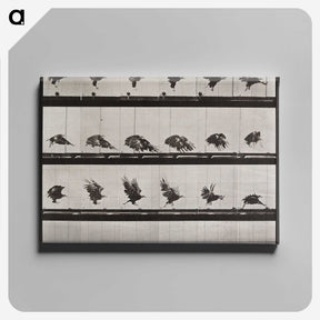 1-61_Eadweard-Muybridge_canvas