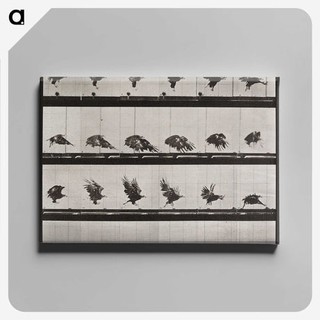 1-61_Eadweard-Muybridge_canvas