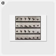 アートポストカード-Animal Locomotion Plate 730
 - エドワード マイブリッジ Postcard.
