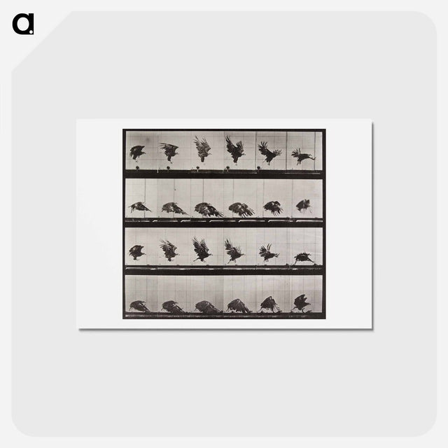 アートポストカード-Animal Locomotion Plate 730
 - エドワード マイブリッジ Postcard.